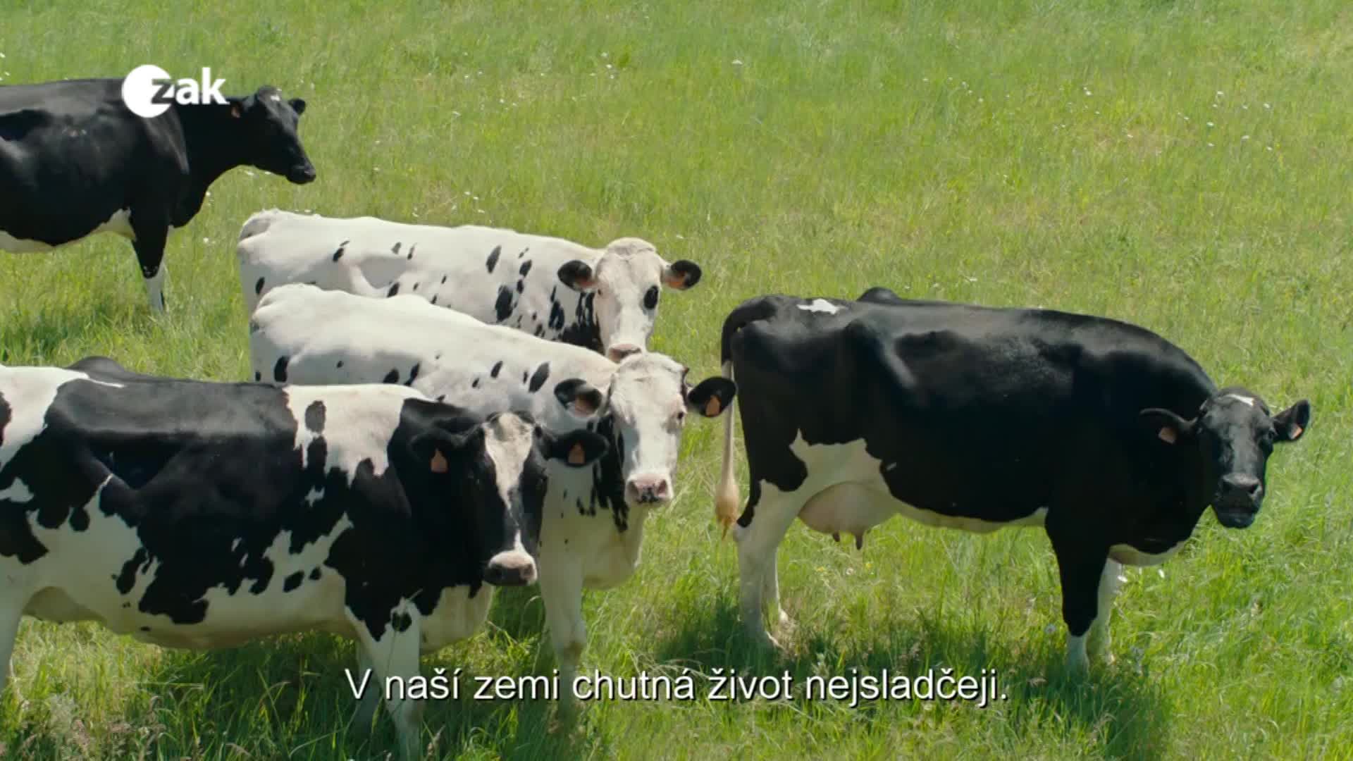 V plzeňských kinech