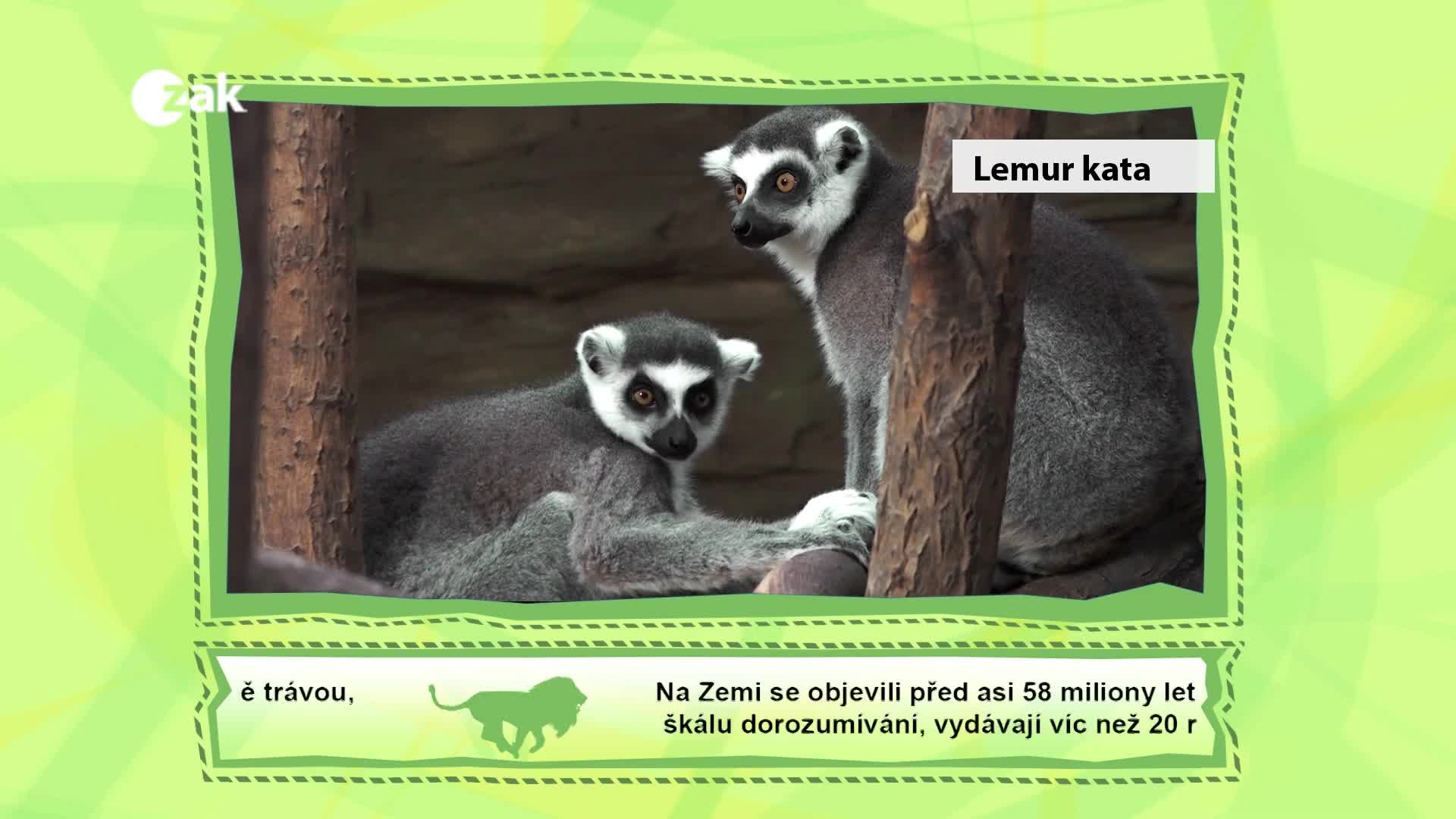 Příběhy ze ZOO