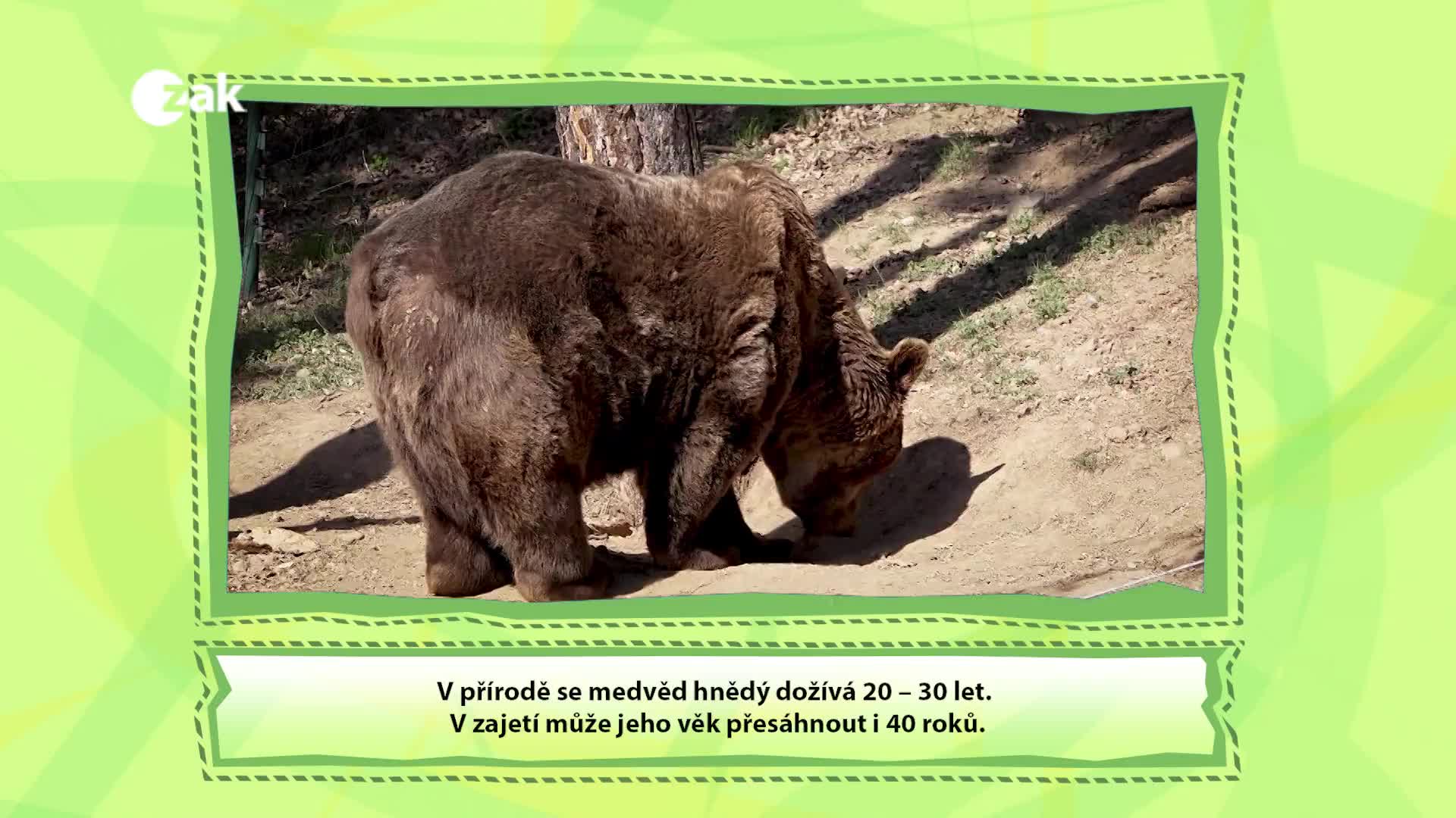 Příběhy ze ZOO