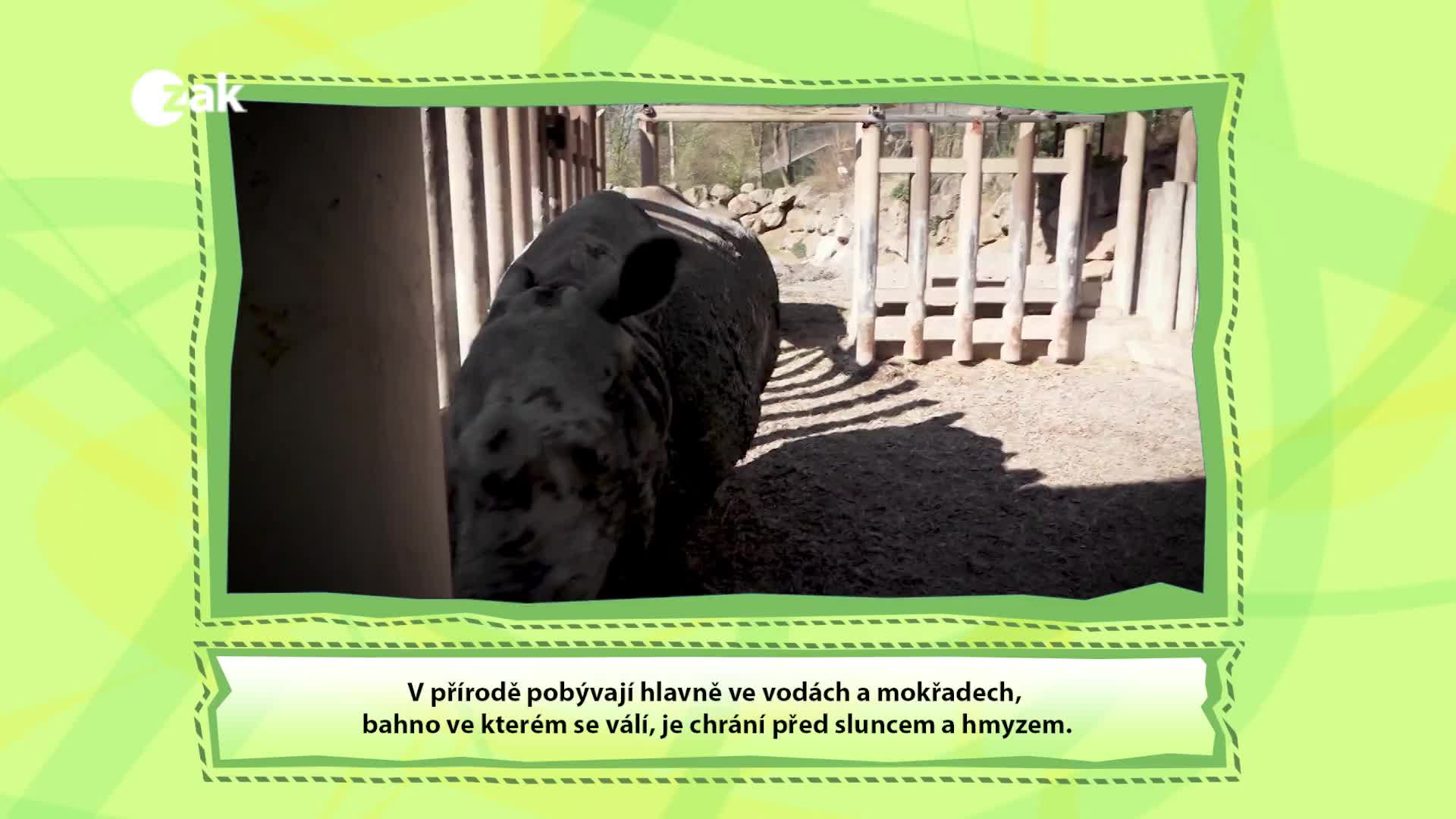 Příběhy ze ZOO