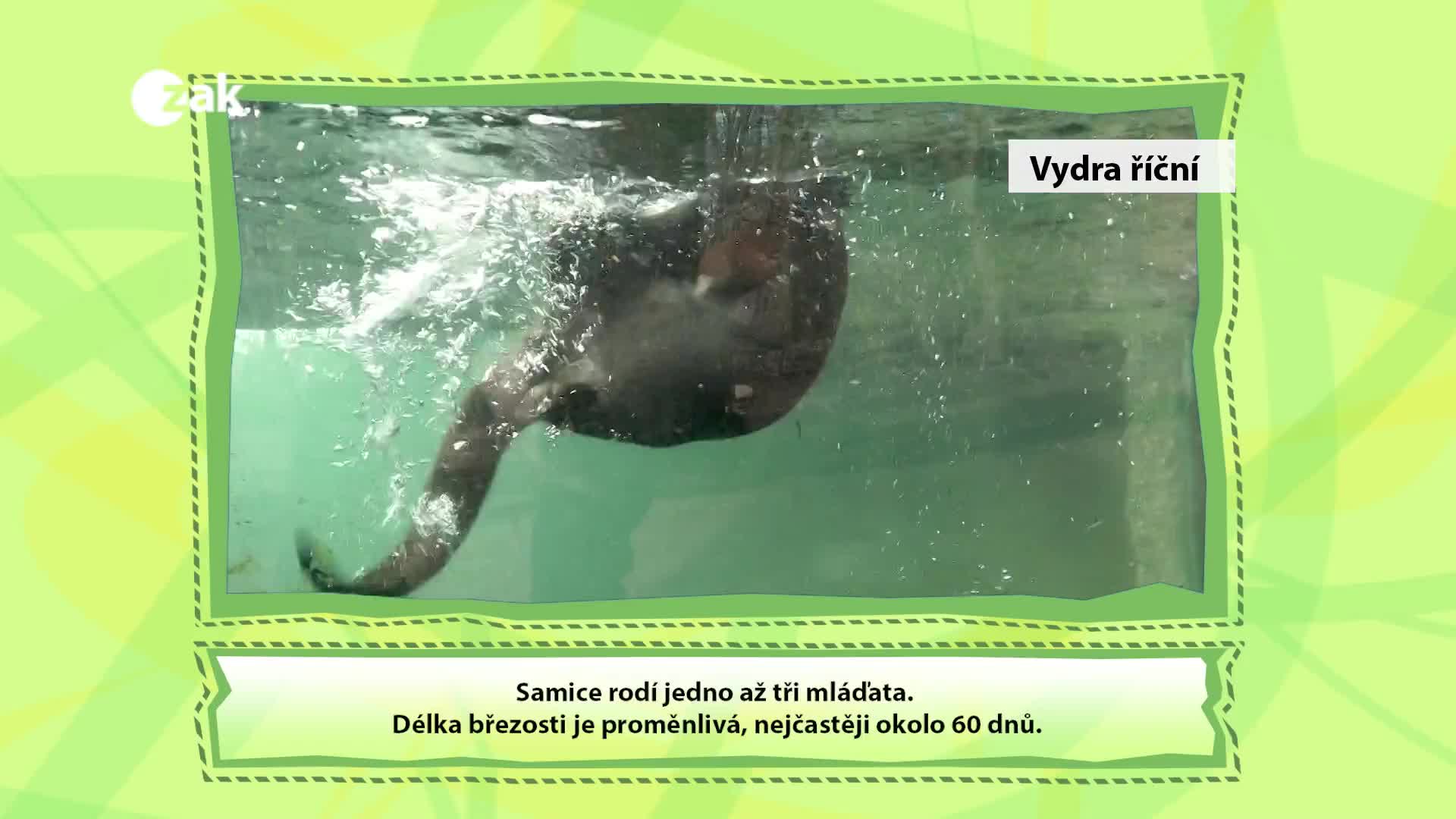Příběhy ze ZOO