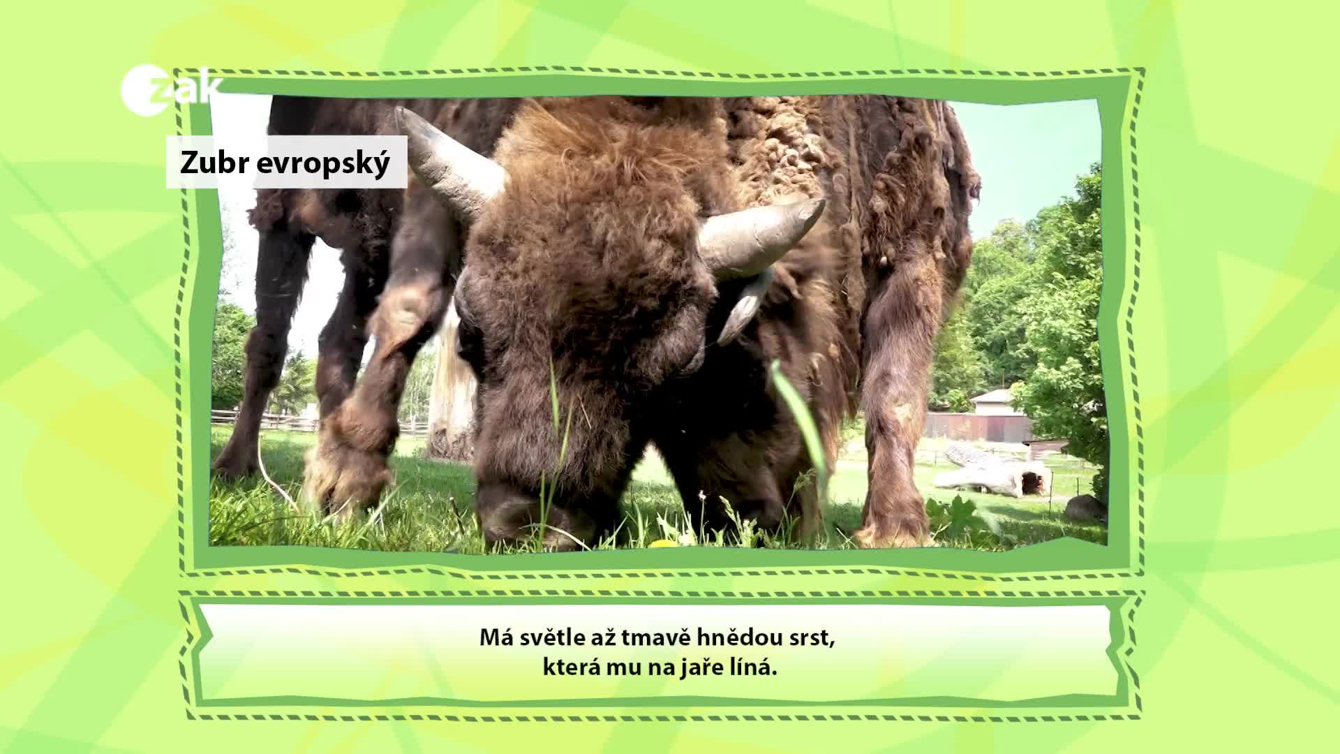 Příběhy ze ZOO