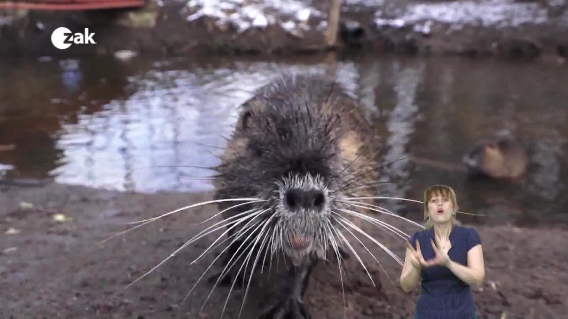 Pořady ve znakové řeči