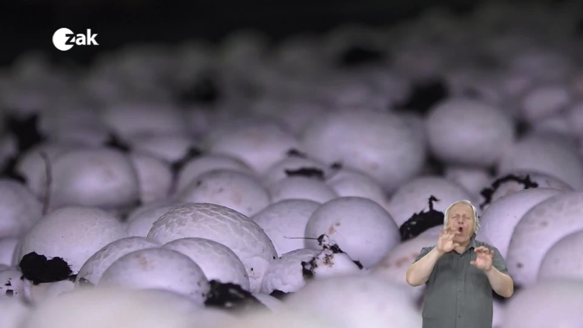 Pořady ve znakové řeči